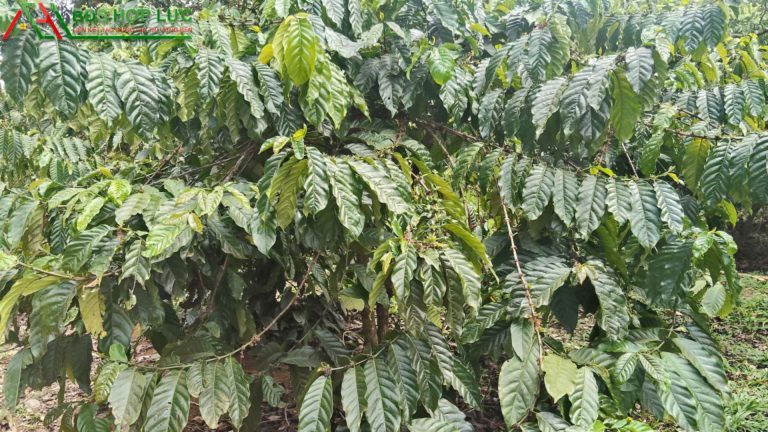 RẪY ĐẸP 2 MẶT ĐƯỜNG – CHÂN ÔM SUỐI LỚN GẦN GIA NGHĨA